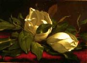 Martin Johnson Heade Magnolia hgh China oil painting reproduction